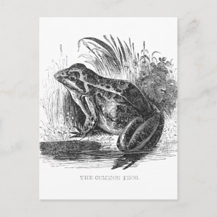 Carte Postale Tapis Vintage de grenouille et dessin d'encre