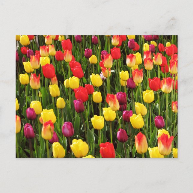 Carte Postale Tapisserie arc-en-ciel (Devant)