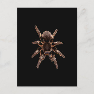 Carte Postale Tarantula