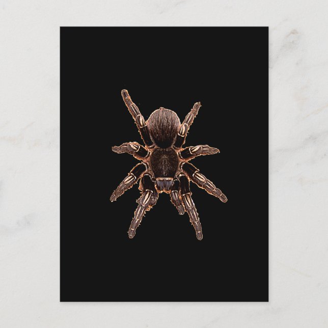Carte Postale Tarantula (Devant)