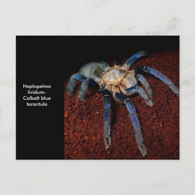 Carte Postale Tarantula (Devant)