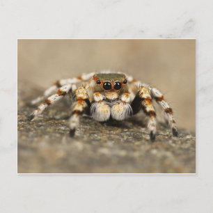 Carte Postale Tarantula Jumping Bird Spider fantastiques accesso