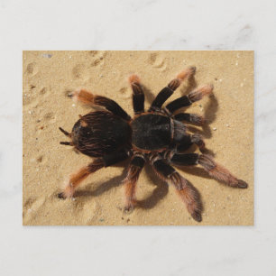 Carte Postale Tarantula rose mexicaine