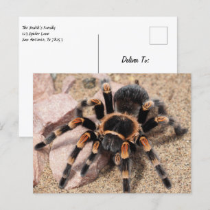 Carte Postale Tarantula Spider du genou rouge mexicain