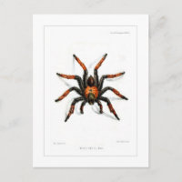 tarantule à jambe rouge mexicaine