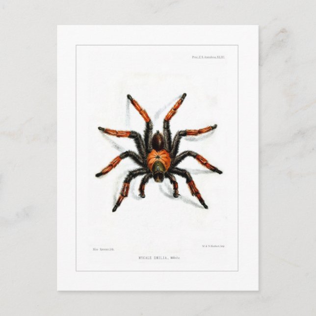 Carte Postale tarantule à jambe rouge mexicaine (Devant)