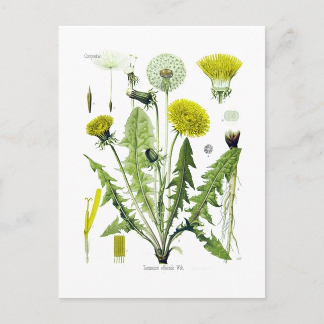 Carte Postale Taraxacum officinale (Dandelion) (Devant)