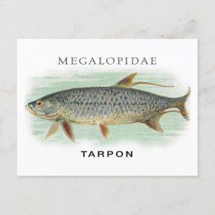 Carte Postale Tarpon Pêche poisson vintage illustration de nom