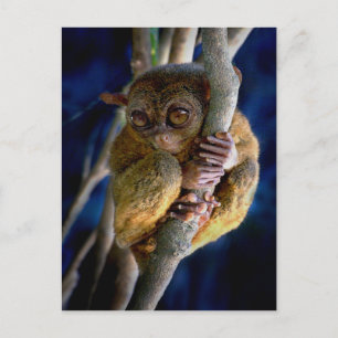 Carte Postale Tarsier