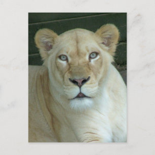 Carte Postale T'as de la souris ?