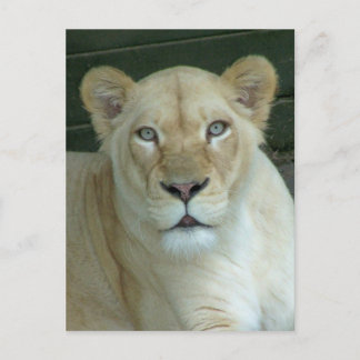 Carte Postale T'as de la souris ?