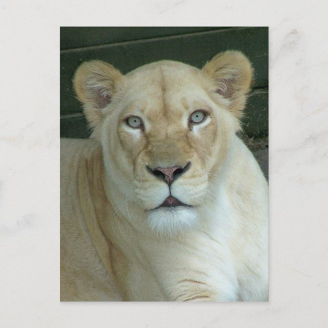 Carte Postale T'as de la souris ? (Devant)
