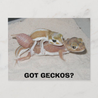 CARTE POSTALE T'AS GECKOS ?