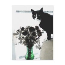 Tasha le chat Tuxedo