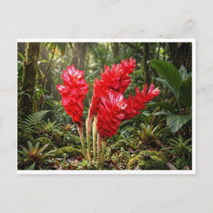 Carte Postale Tasse à café Fleur de gingembre botanique vibrante