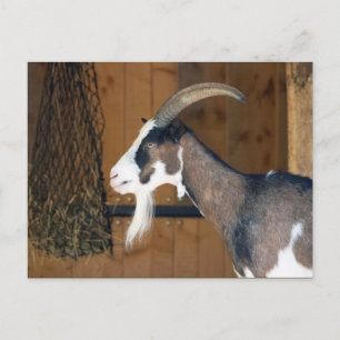 Carte Postale Tauernschecken-Ziege