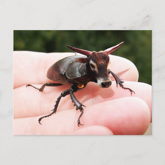 Carte postale taureau (Devant)