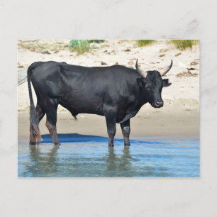 Carte Postale Taureau de Camargue en France