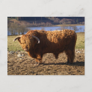 Carte Postale Taureau Highland Cattle, Écosse
