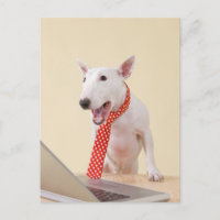 Taureau miniature regardant l'ordinateur portable,