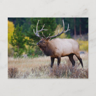 Carte Postale Taureau & Peupliers Parc national de Rocky Mount