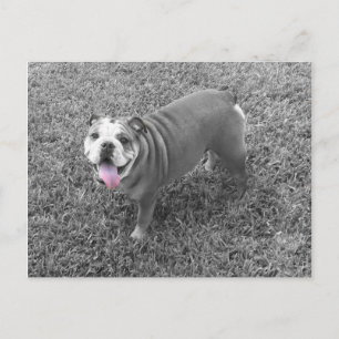 Carte Postale taurin anglais nommé Gucci