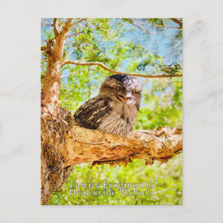 Carte Postale Tawny Frog Mouth