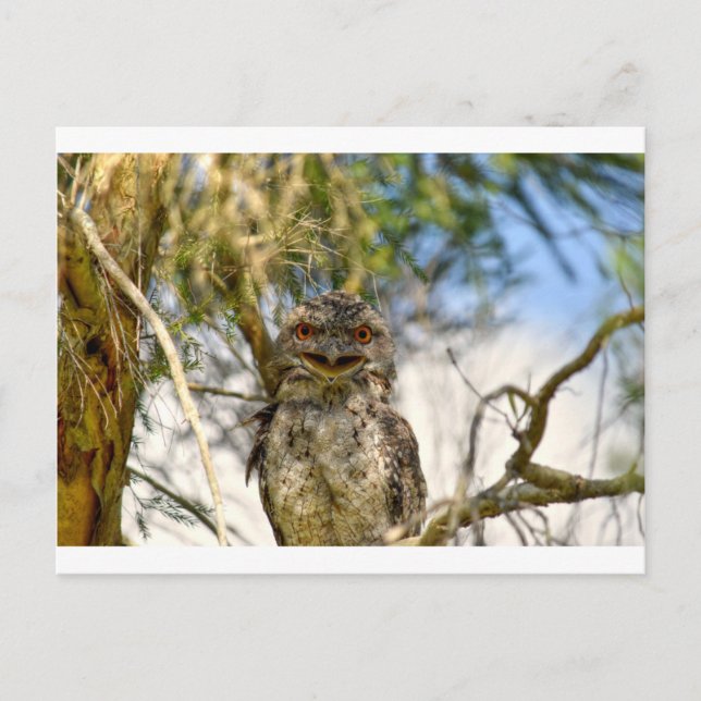 CARTE POSTALE TAWNY FROGMOUTH RURAL QUEENSLAND AUSTRALIE (Devant)
