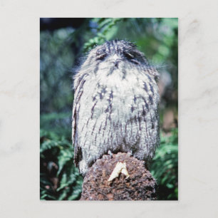 Carte Postale Tawny Frogmouth, Tasmanie - Australie