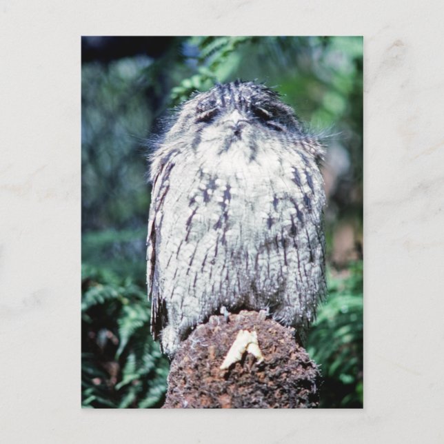 Carte Postale Tawny Frogmouth, Tasmanie - Australie (Devant)