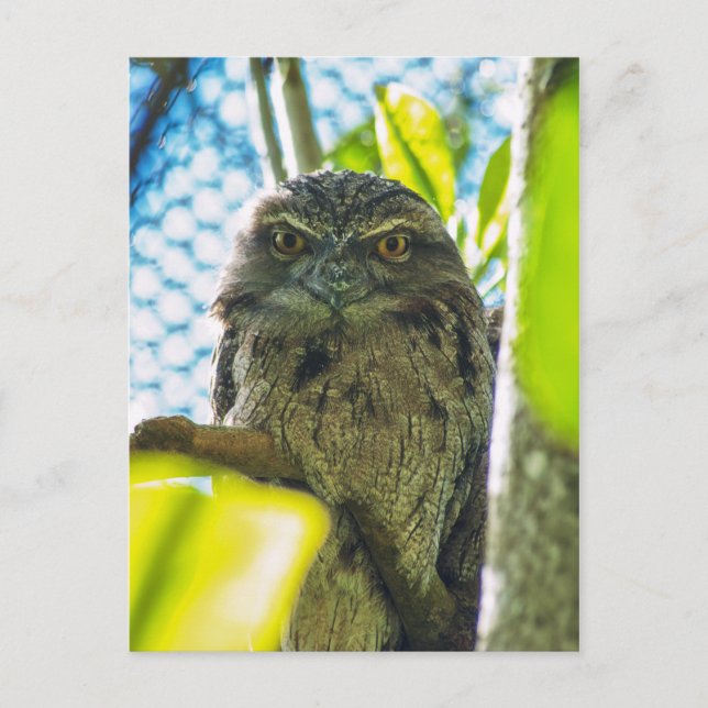 Carte Postale Tawny n'est pas une chouette (Devant)