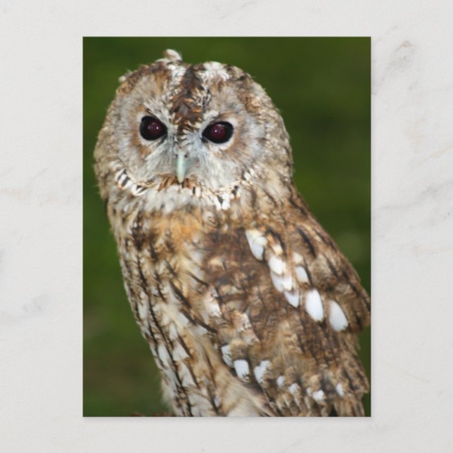 Carte Postale Tawny Owl (Devant)