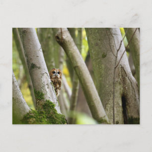 Carte Postale Tawny Owl