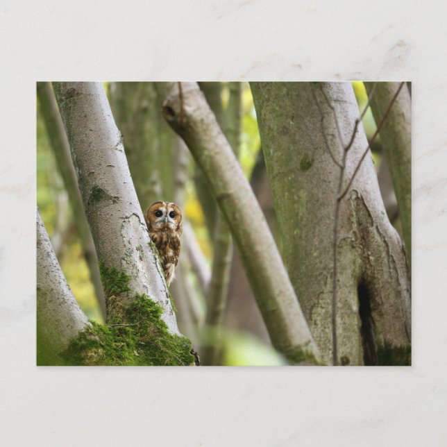 Carte Postale Tawny Owl (Devant)