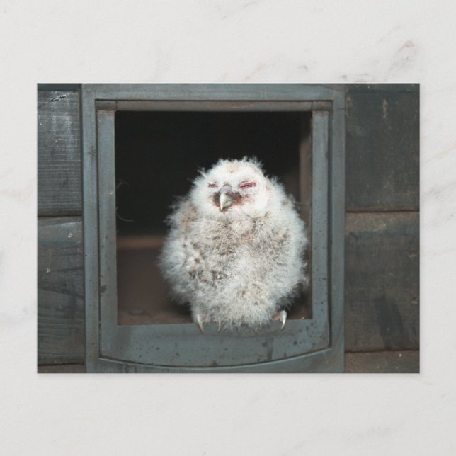 Carte Postale Tawny Owl (Devant)