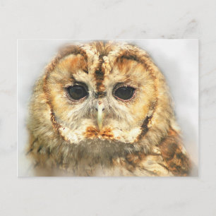 Carte Postale Tawny Owl