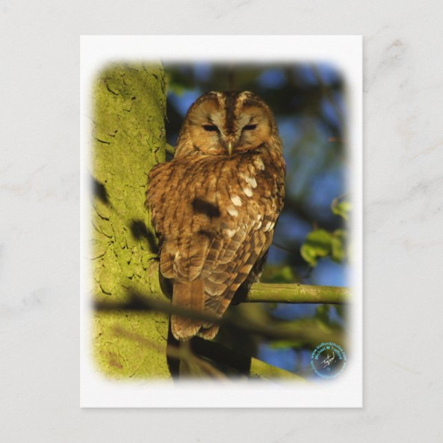 Carte Postale Tawny Owl 8T014D-17 (Devant)