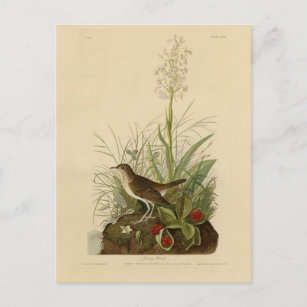 Carte Postale Tawny Thrush (Veery) - Audubon's Birds of America