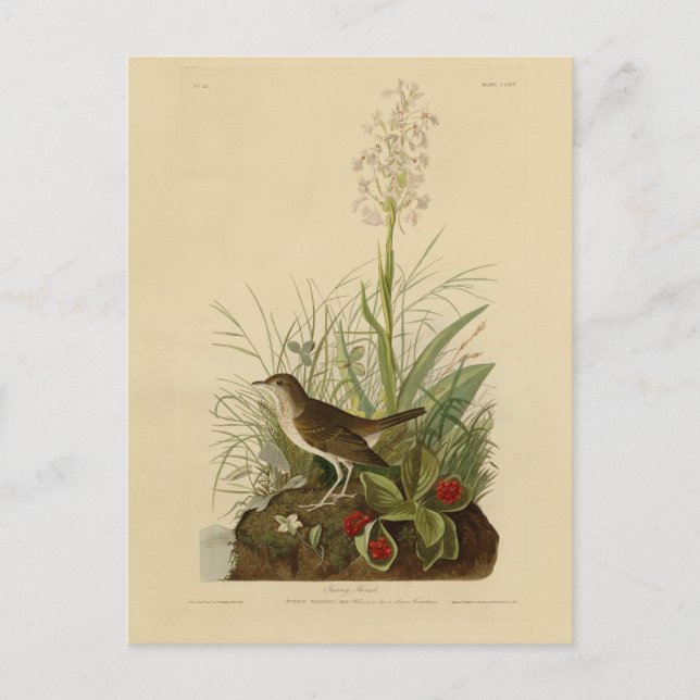 Carte Postale Tawny Thrush (Veery) - Audubon's Birds of America (Devant)