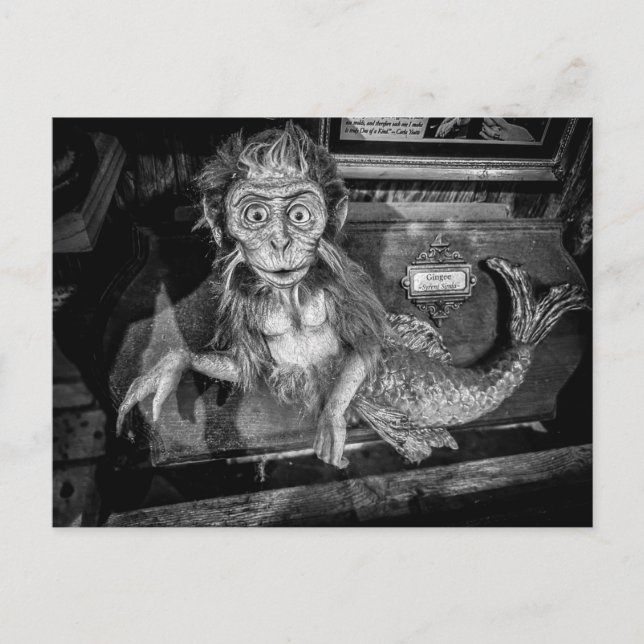 Carte Postale Taxidermie d'une sirène singe Oddité  (Devant)