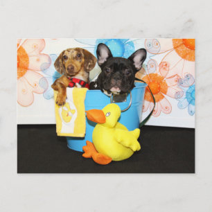 Carte Postale Taz et Turquoise - Dachshund & Bulldog -3
