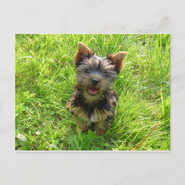 Carte Postale Tchiot Terrier Adorable (Devant)