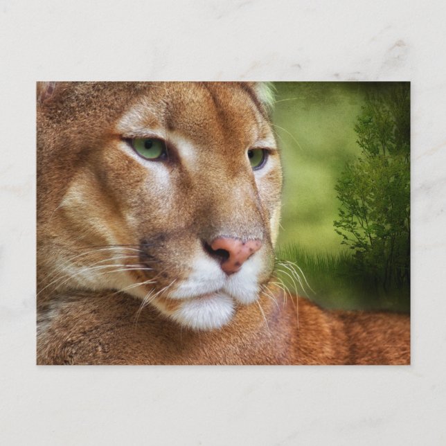 Carte Postale TCWC - Puma Mountain Lion Art (Devant)