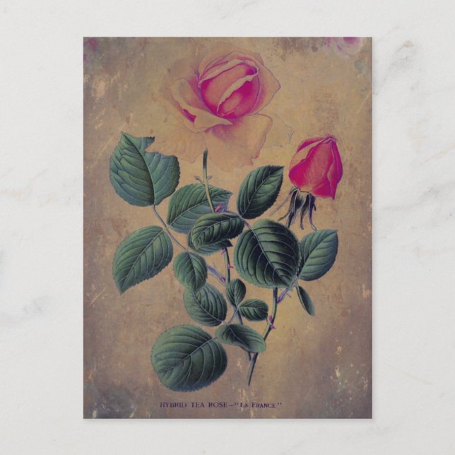 Carte Postale Tea Rose Grunge (Devant)