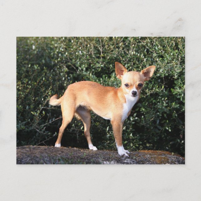 Carte Postale Teacup Chihuahua (Devant)