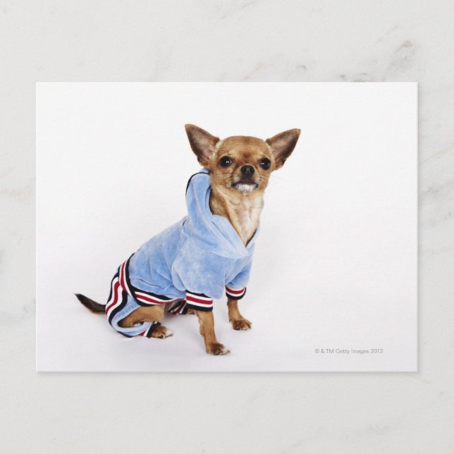 Carte Postale Teacup Chihuahua (Devant)