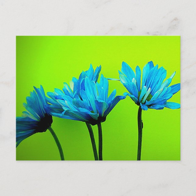 Carte Postale Teal Turquoise Daisies on Lime Green Flower (Devant)