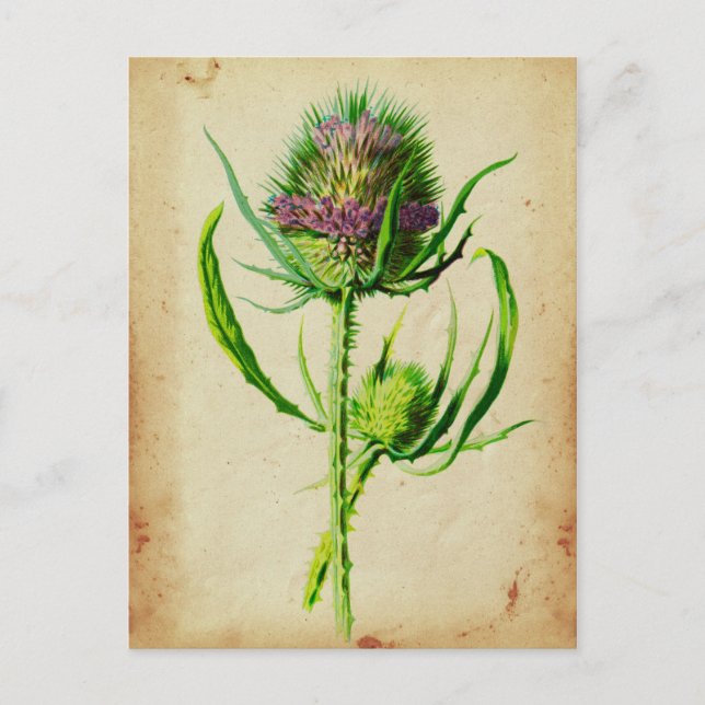 Carte Postale Teasel sauvage - Dipsacus sylvestris (Devant)