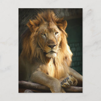 Carte Postale TecBoy - Lion (Vertical)