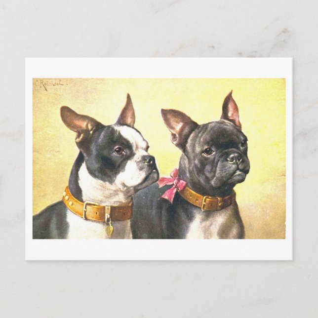 Carte Postale Teckels de Boston vintage (Devant)